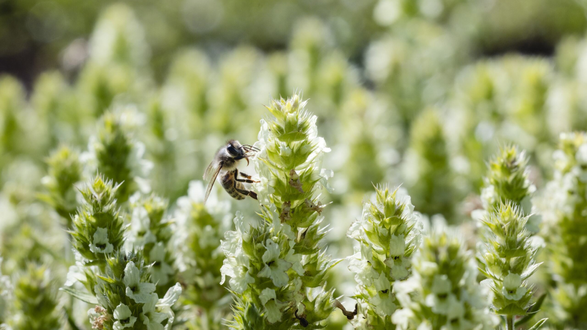 Close up of a bumblebee on a green plant with white flowers.