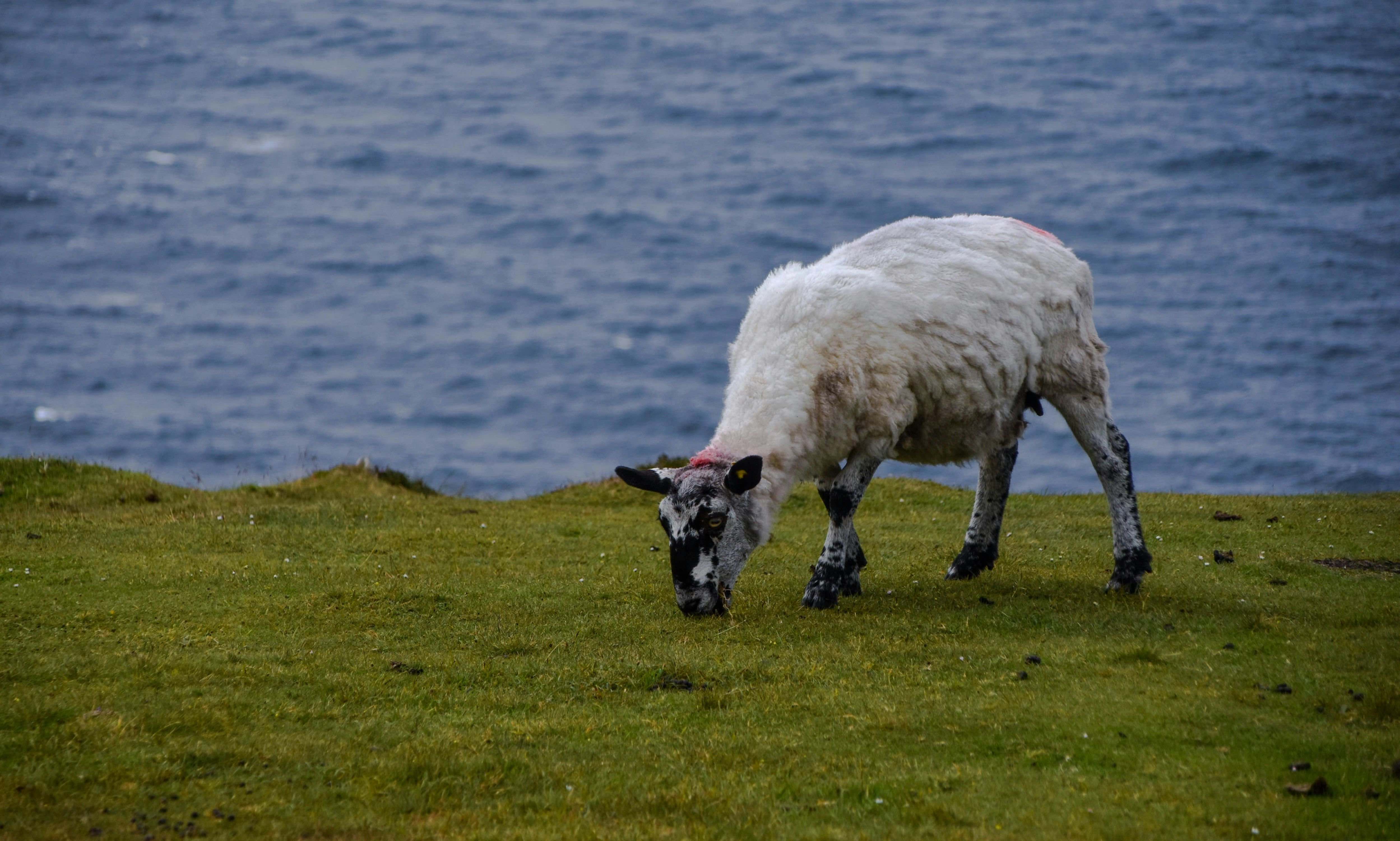 A sheep overlooking the water in Ireland.